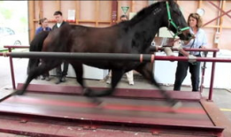 马交配过程视频